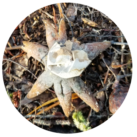 earth star