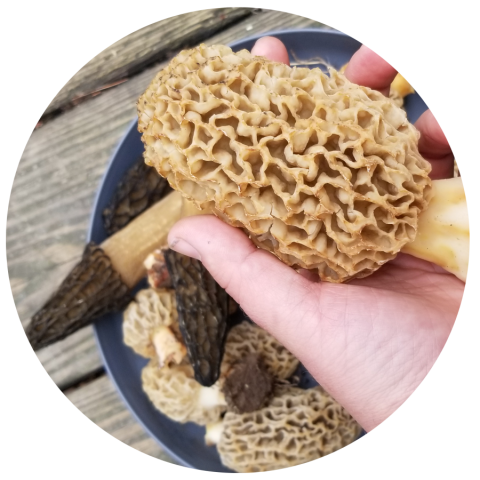 morels