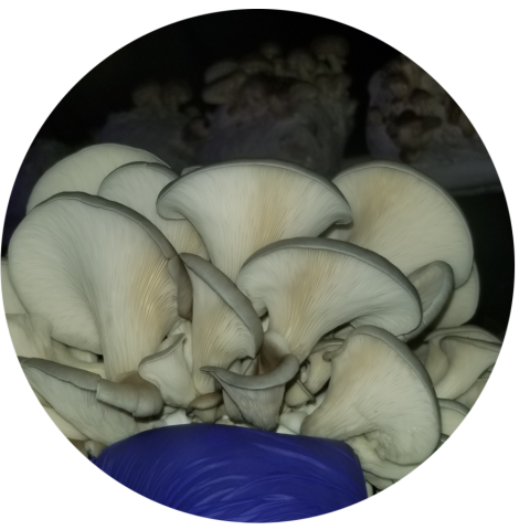 oyster mushrooms