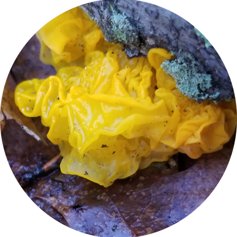 witches butter