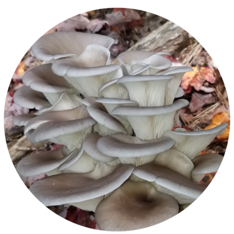 blue oyster mushrooms