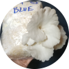 blue oyster grow kit