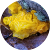 witches butter